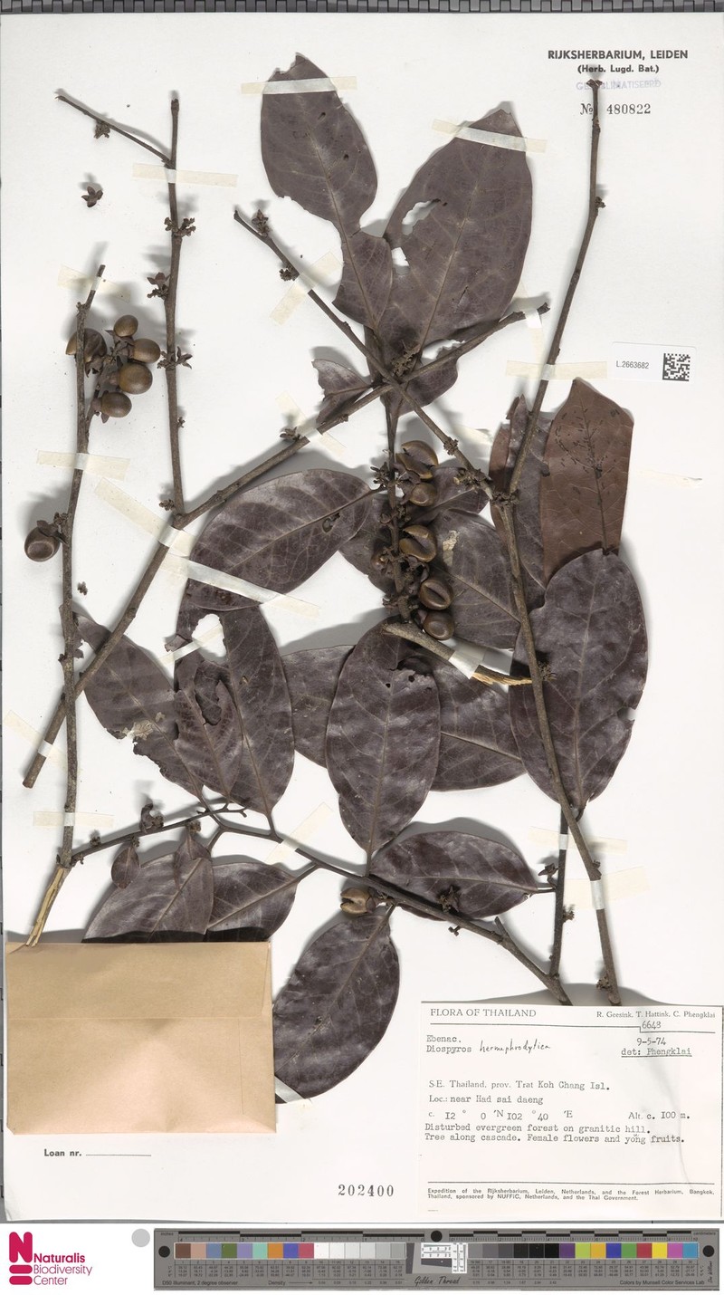 Diospyros venosa var. venosa photo 6