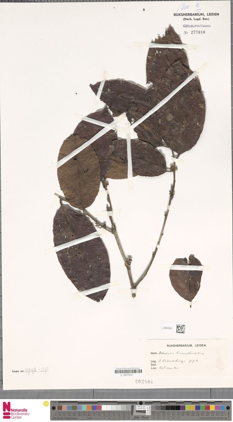Diospyros venosa var. venosa photo 7