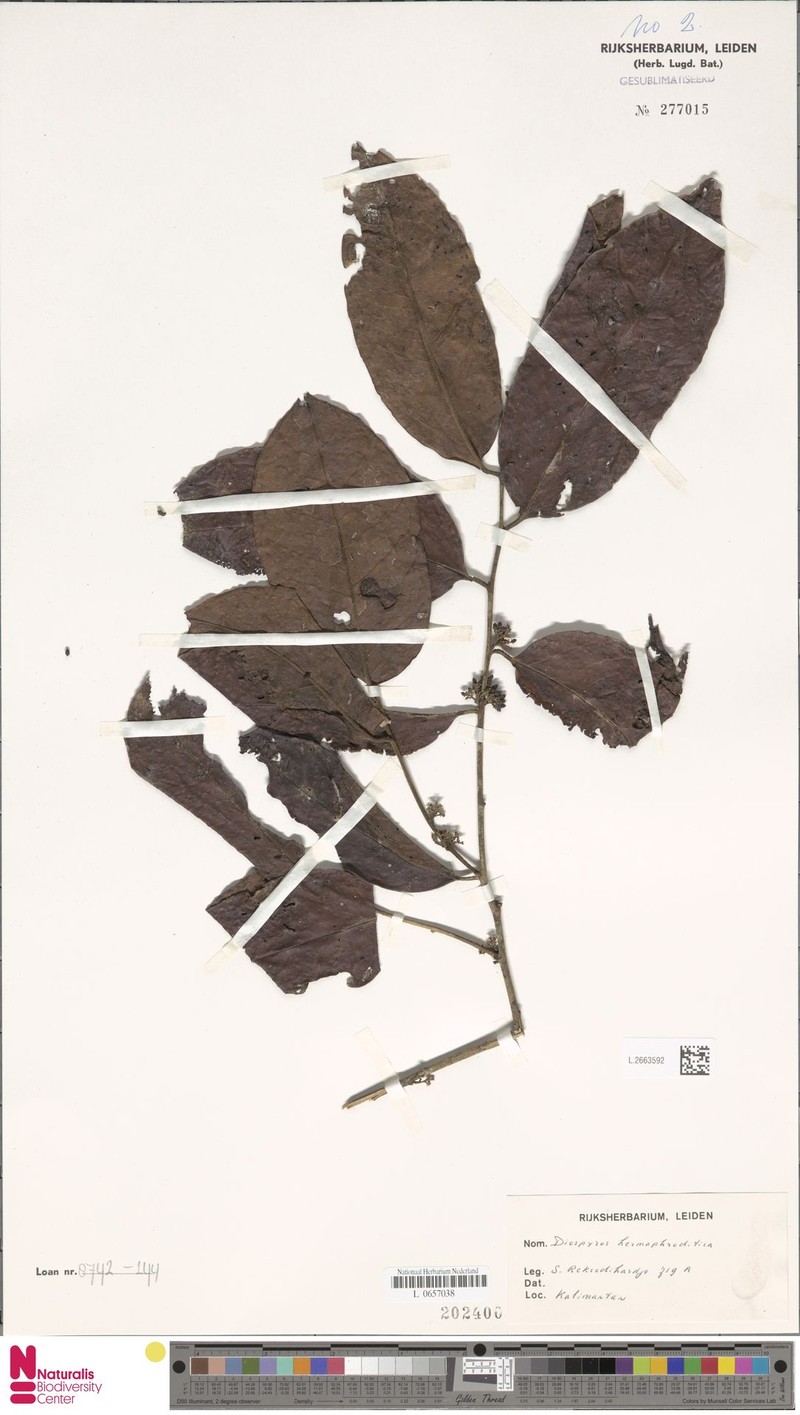 Diospyros venosa var. venosa photo 8