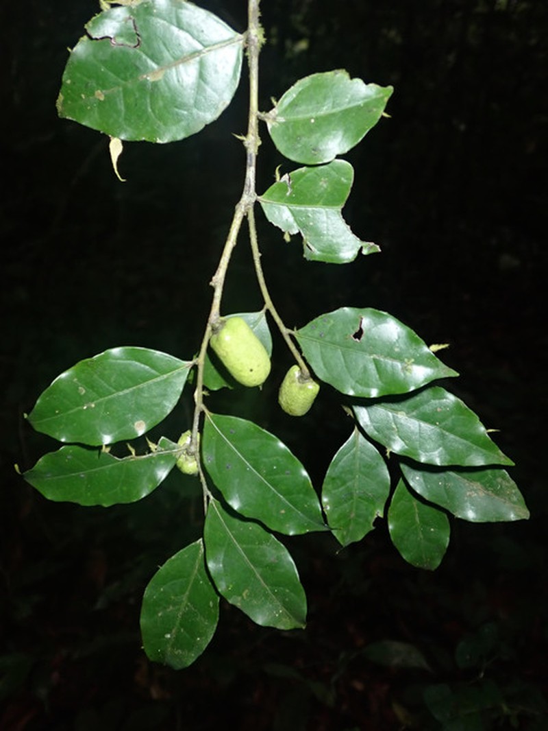 Diospyros vermoesenii