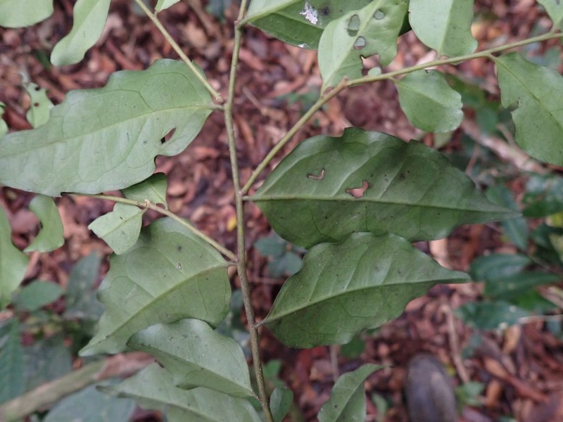 Diospyros vermoesenii photo 2