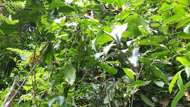 Diospyros vermoesenii photo 3