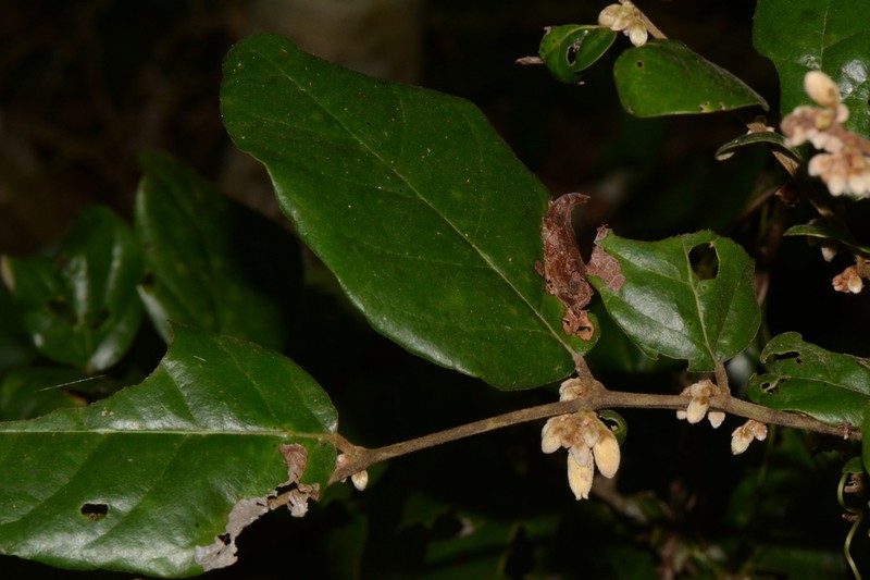 Diospyros verrucosa