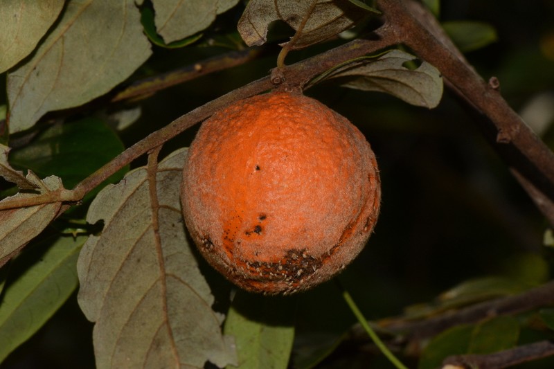 Diospyros verrucosa photo 2