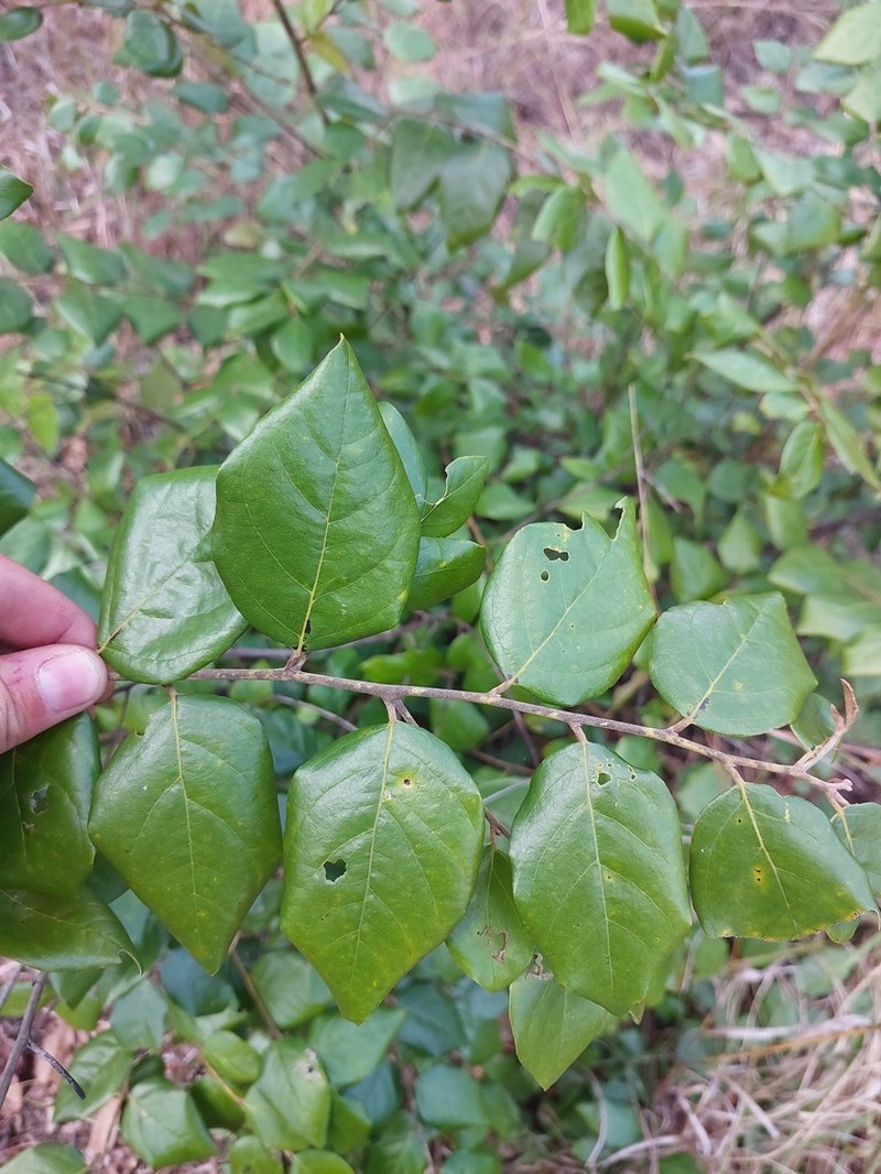Diospyros verrucosa photo 3