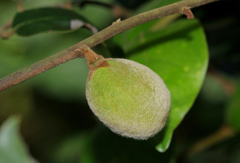 Diospyros verrucosa photo 5
