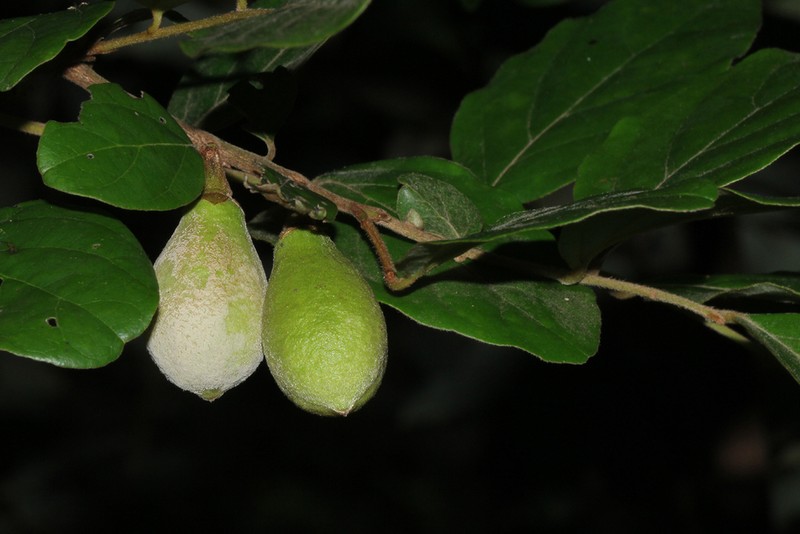 Diospyros verrucosa photo 6
