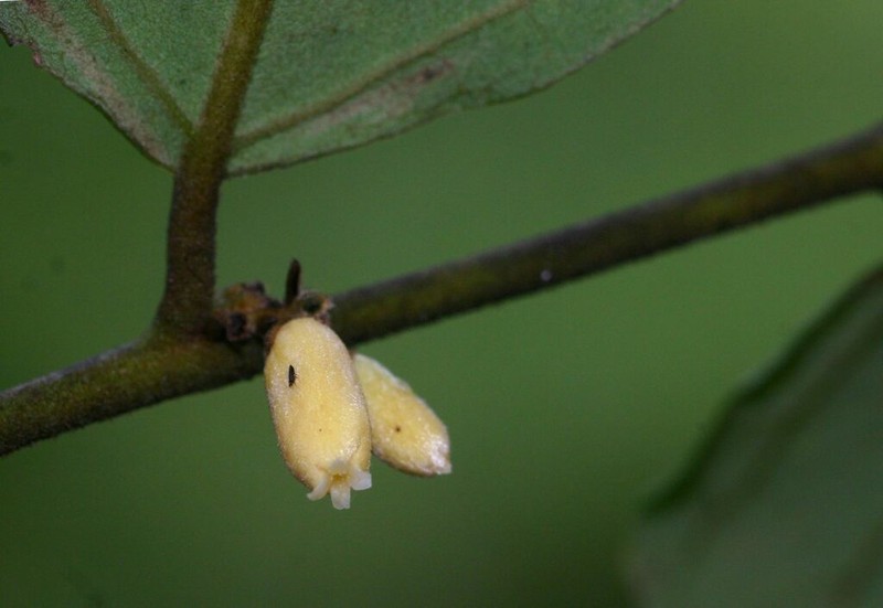 Diospyros verrucosa photo 7