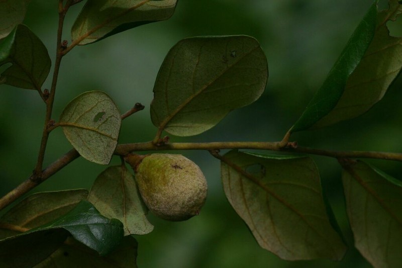 Diospyros verrucosa photo 8