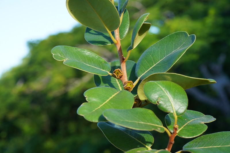 Diospyros vescoi