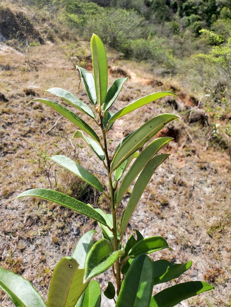 Diospyros vescoi photo 2