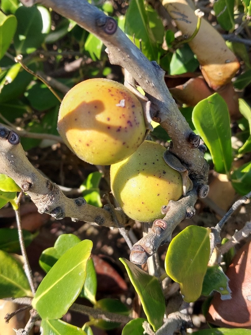 Diospyros vescoi photo 3