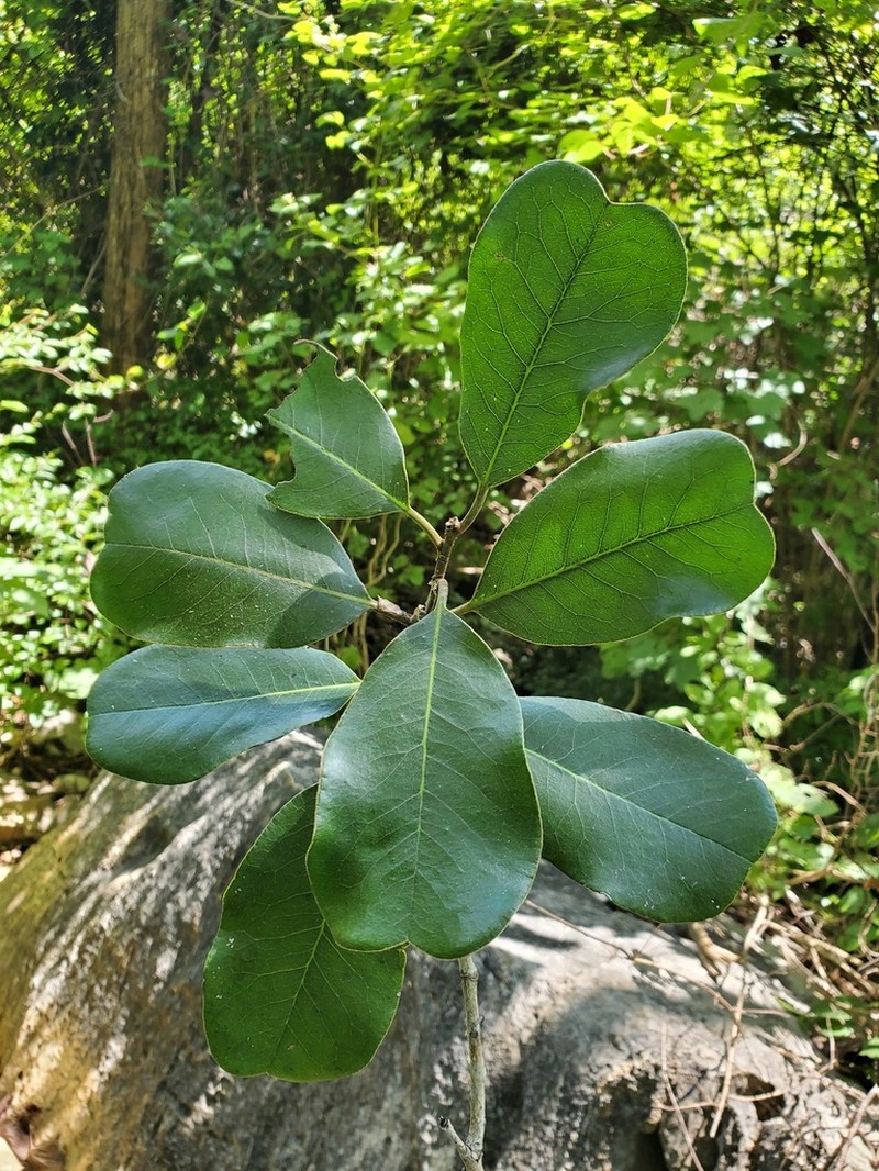 Diospyros vescoi photo 4