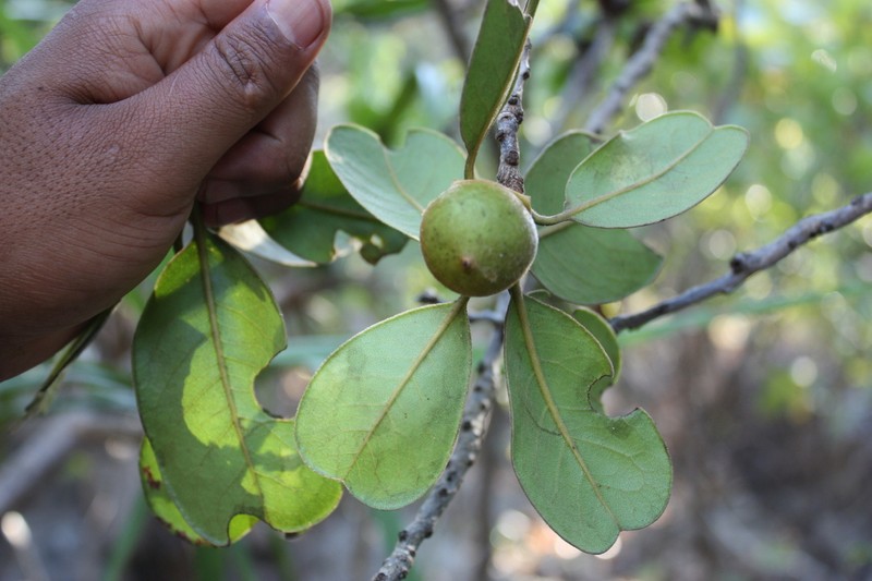 Diospyros vescoi photo 5