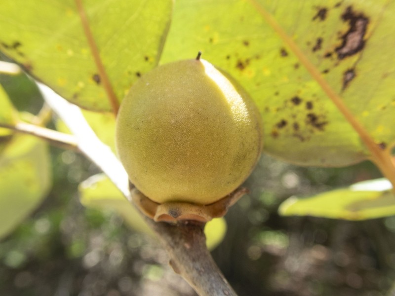Diospyros vescoi photo 6