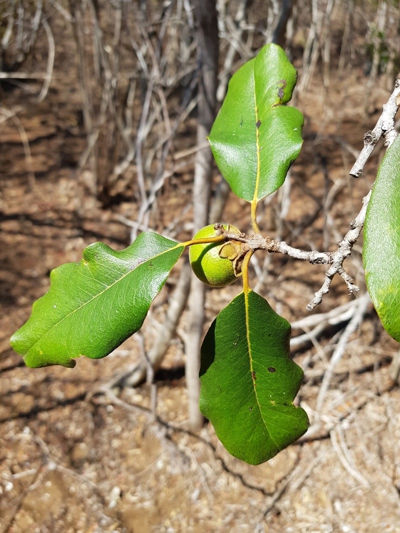 Diospyros vescoi photo 7
