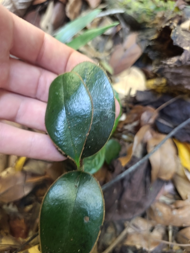 Diospyros vescoi photo 8