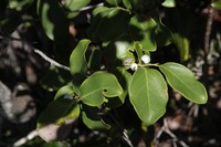 Diospyros vieillardii