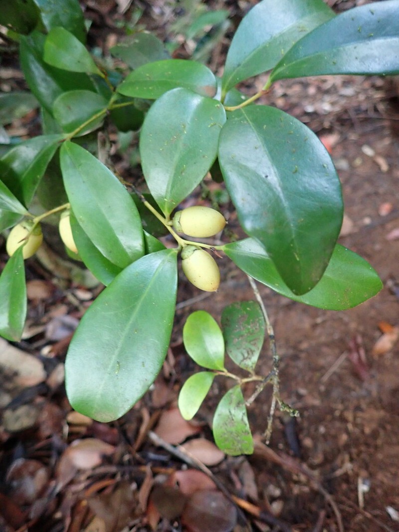 Diospyros vieillardii photo 2