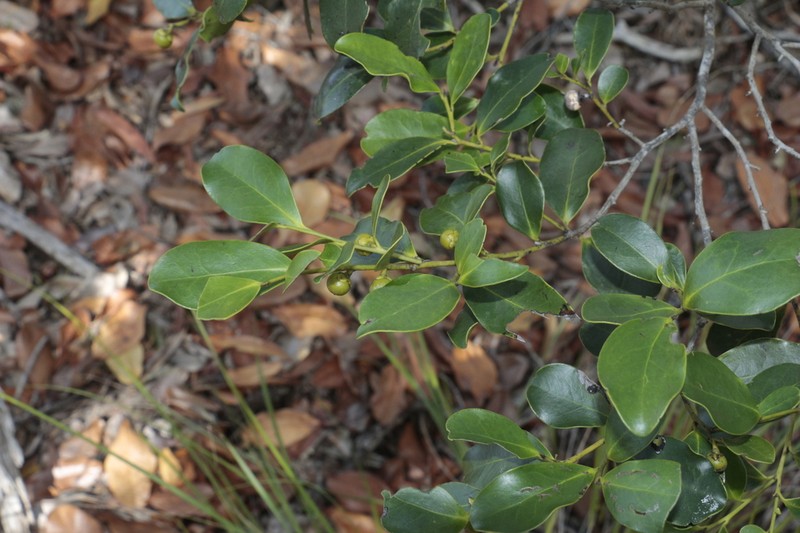 Diospyros vieillardii photo 3