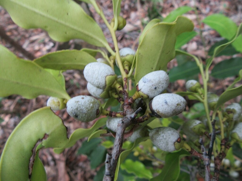 Diospyros vieillardii photo 4