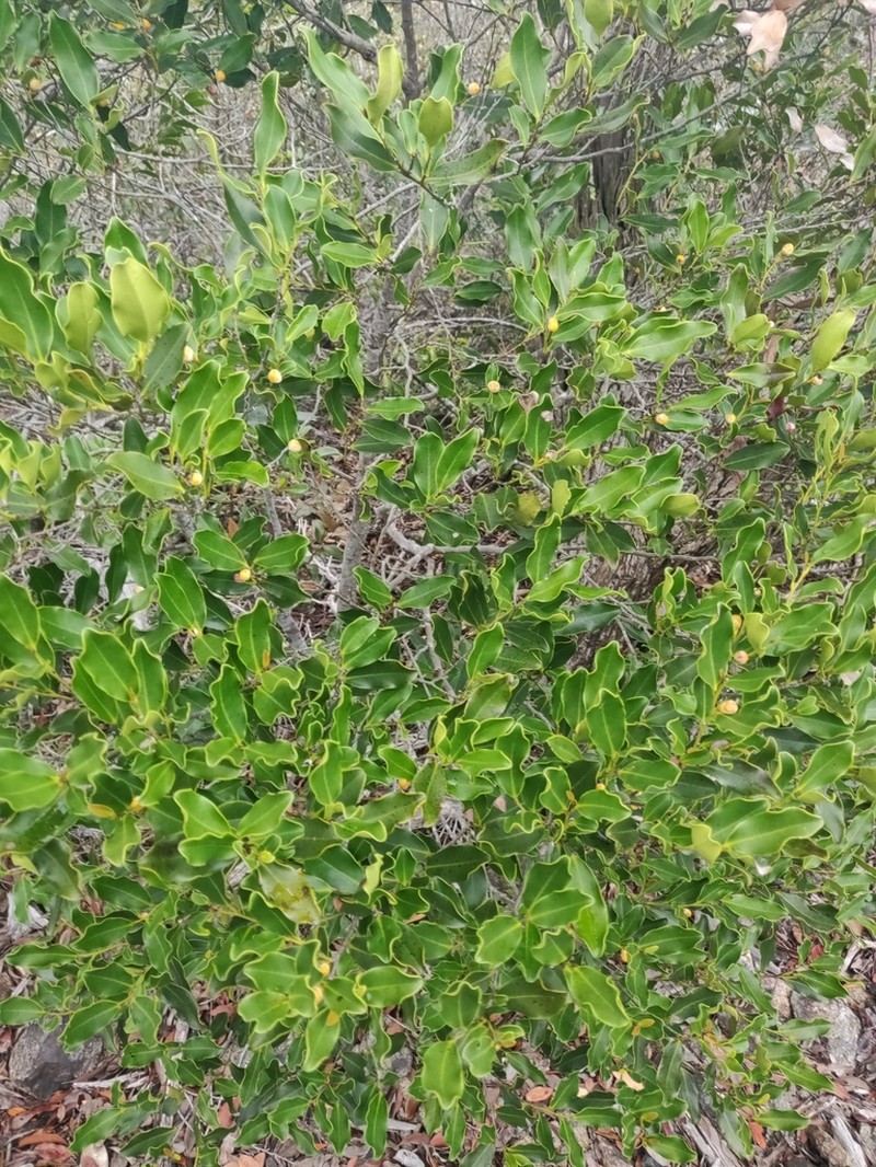 Diospyros vieillardii photo 5