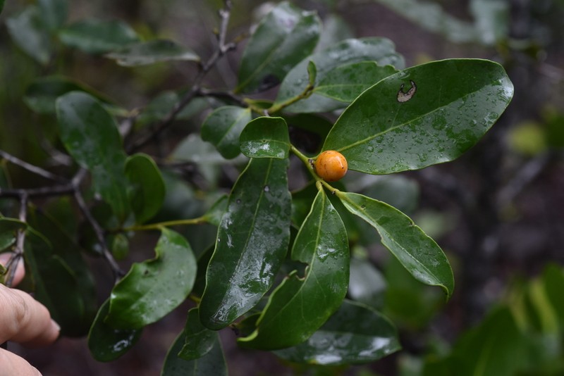 Diospyros vieillardii photo 6