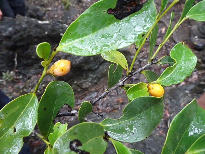 Diospyros vieillardii photo 7