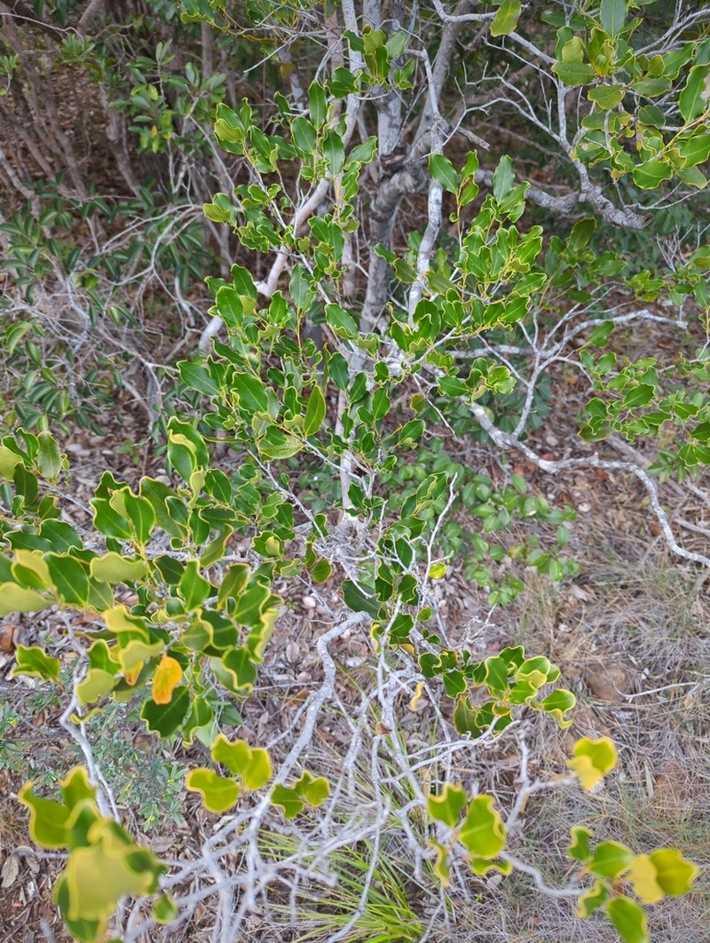 Diospyros vieillardii photo 8