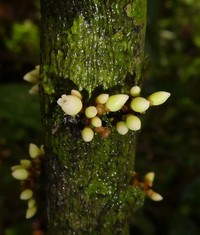 Diospyros vignei