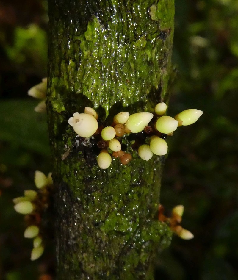 Diospyros vignei photo 2