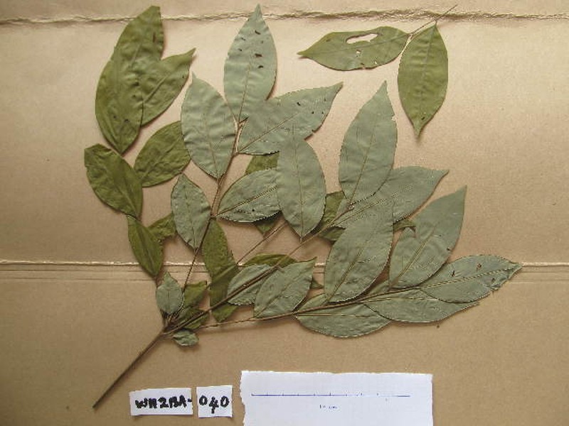 Diospyros vignei photo 3