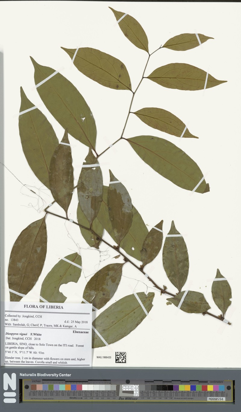 Diospyros vignei photo 4
