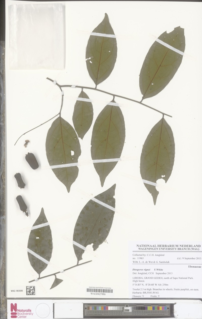 Diospyros vignei photo 5