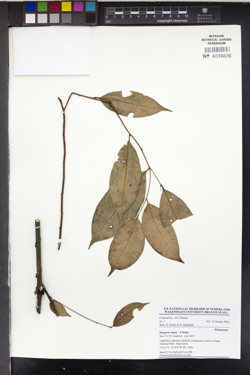 Diospyros vignei photo 6