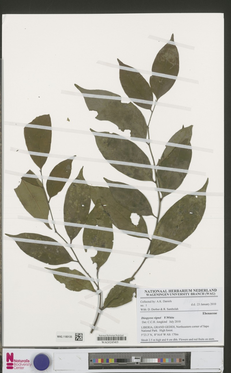 Diospyros vignei photo 7