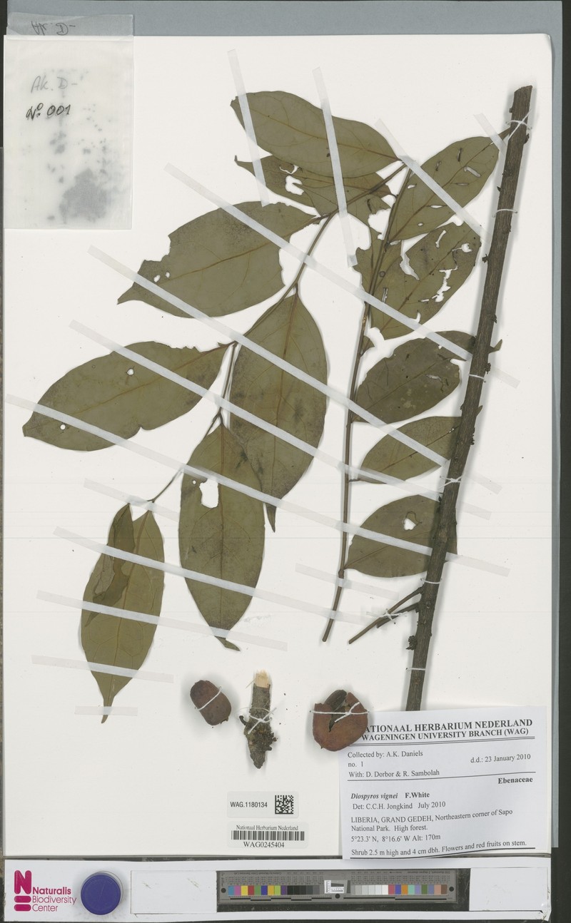 Diospyros vignei photo 8