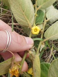 Diospyros villosa