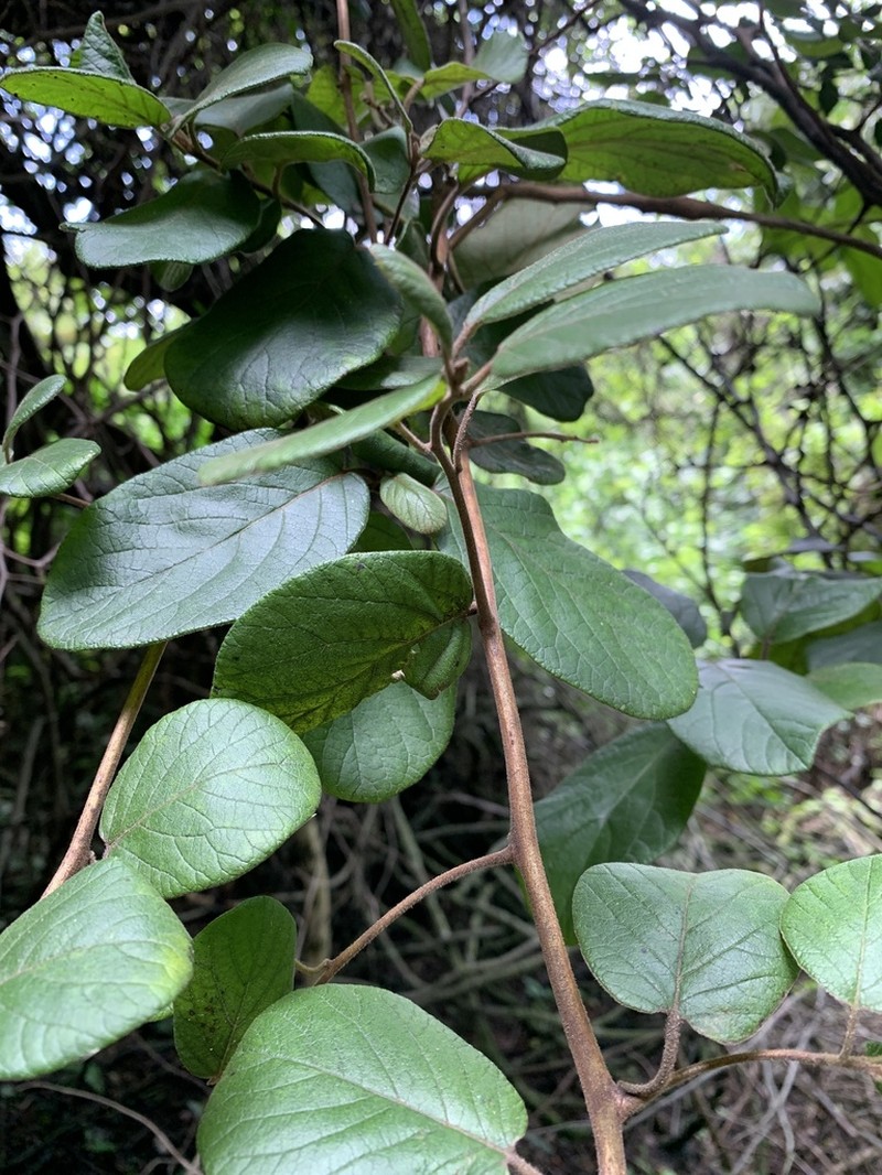 Diospyros villosa photo 2