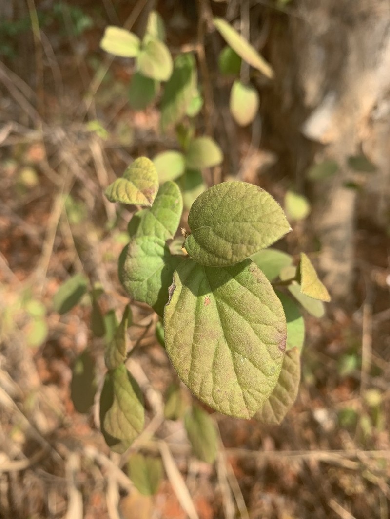 Diospyros villosa photo 3