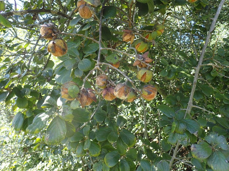 Diospyros villosa photo 4