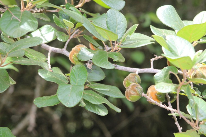 Diospyros villosa photo 5