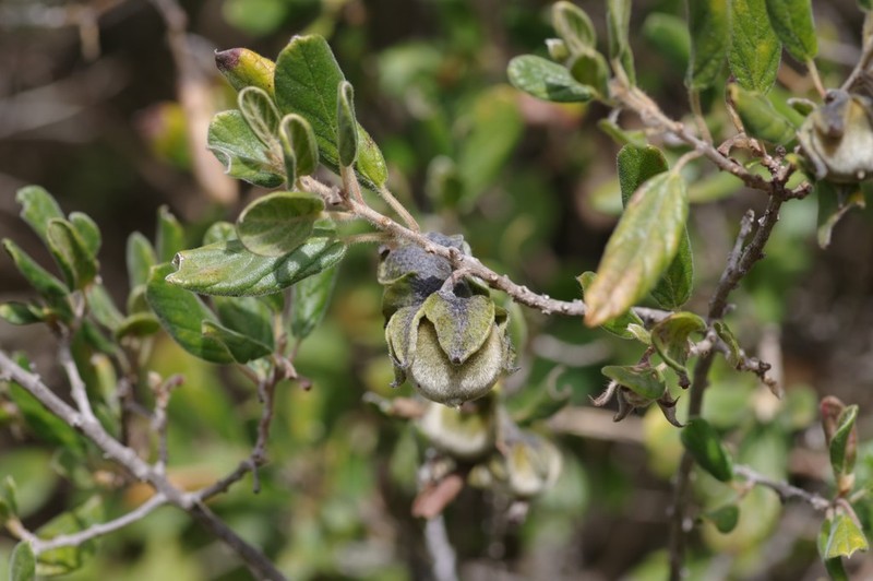 Diospyros villosa photo 6