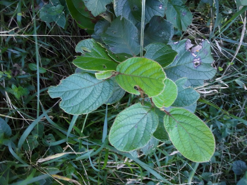 Diospyros villosa photo 7