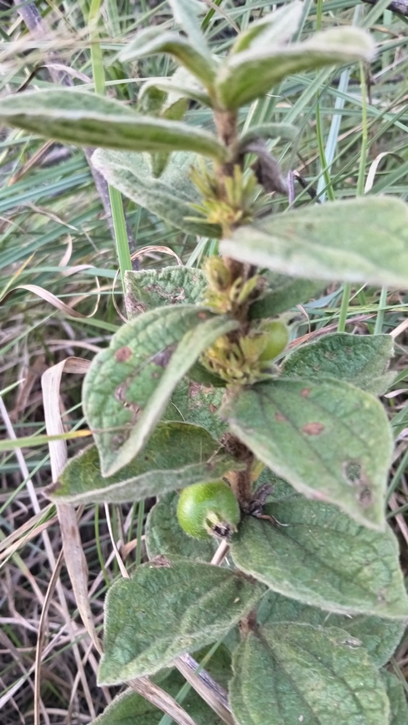 Diospyros villosa photo 8