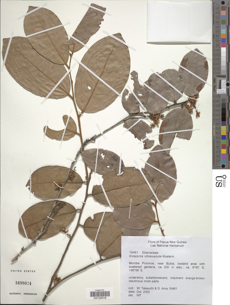 Diospyros villosiuscula