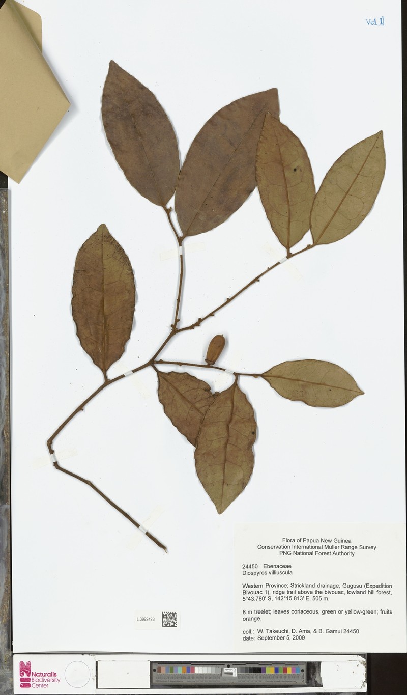 Diospyros villosiuscula photo 2