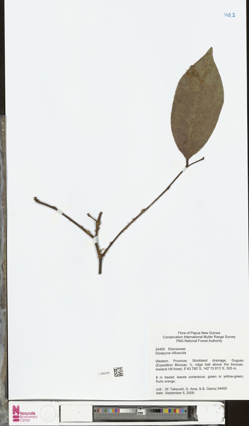 Diospyros villosiuscula photo 3
