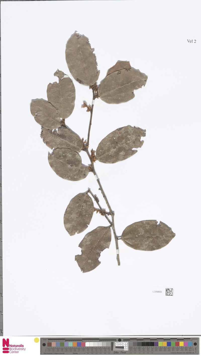 Diospyros villosiuscula photo 4