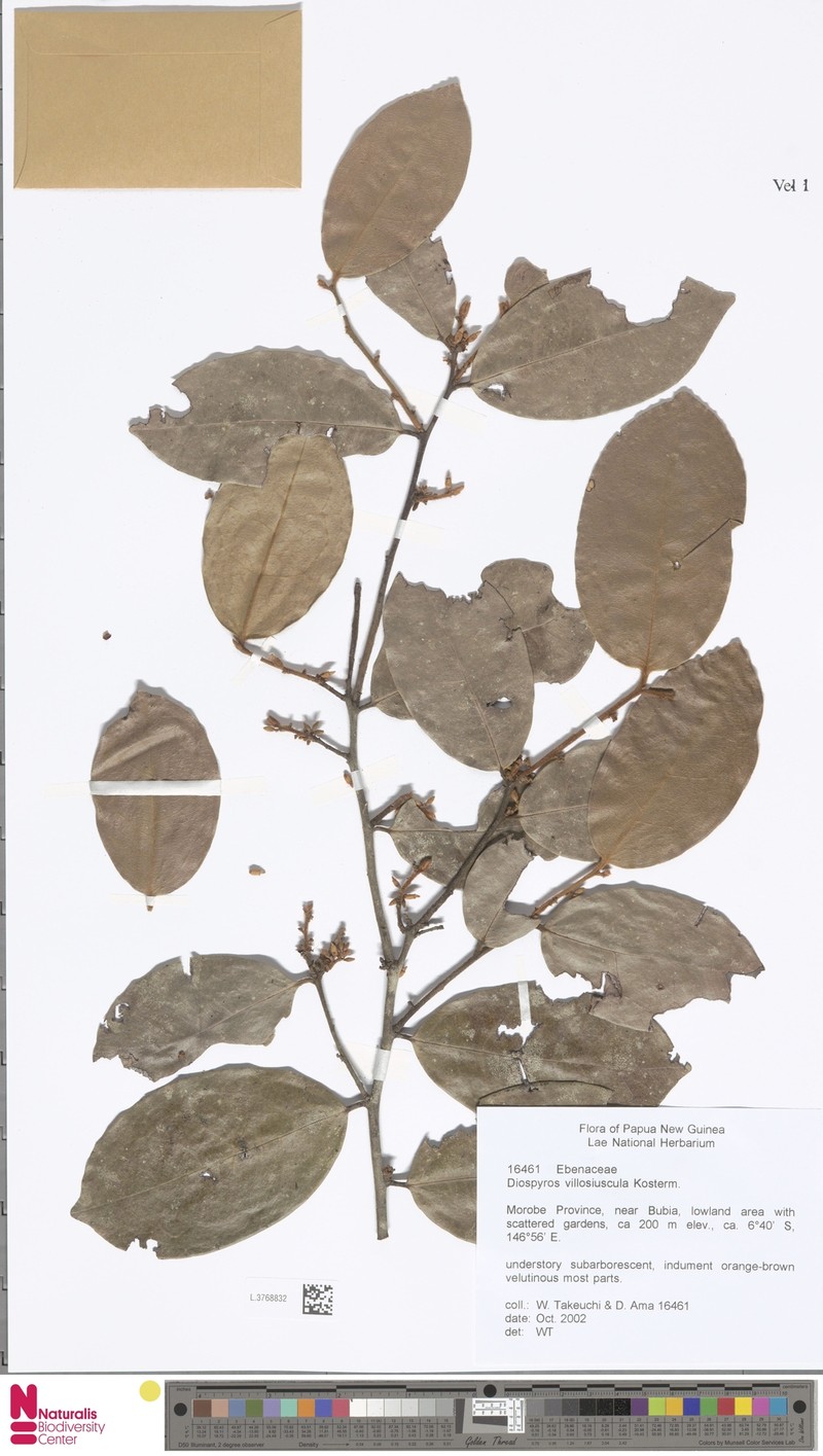 Diospyros villosiuscula photo 5